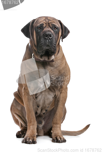 Image of Boerboel