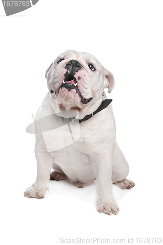 Image of English Bulldog