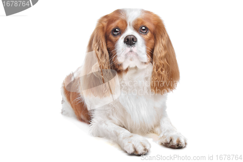 Image of Cavalier King Charles Spaniel Blenheim