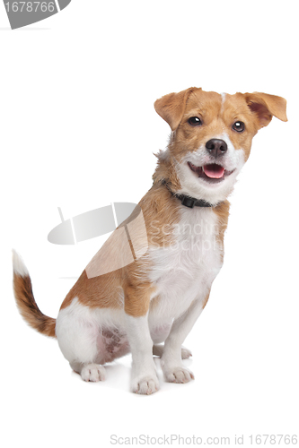 Image of mixed breed dog