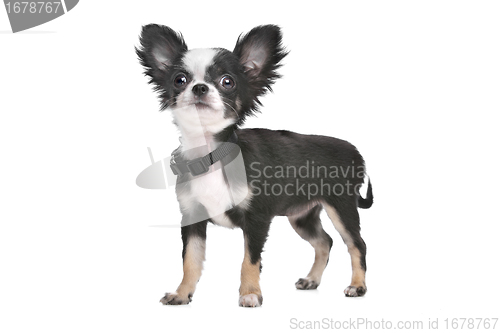 Image of Long haired chihuahua puppy