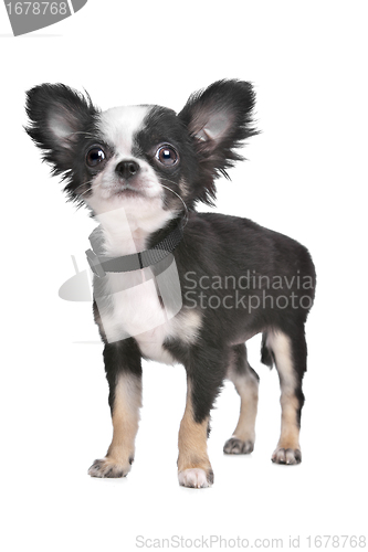 Image of Long haired chihuahua puppy