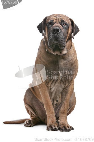 Image of Boerboel