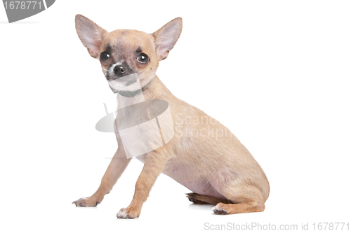 Image of short haired chihuahua