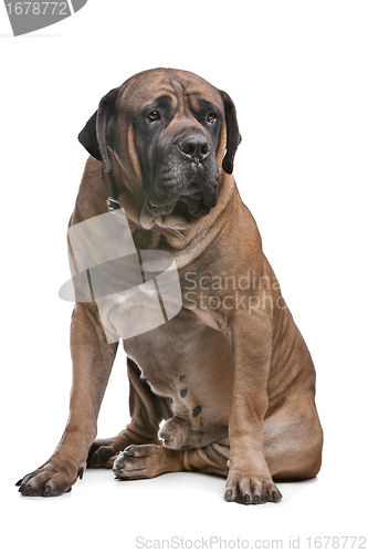 Image of Boerboel