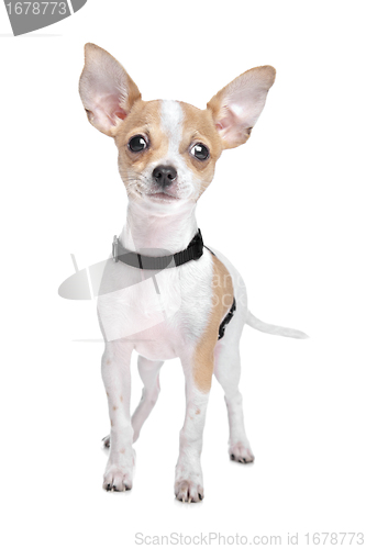 Image of Short haired chihuahua