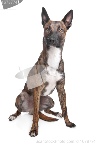 Image of Belgian Shepherd Dog Malinois