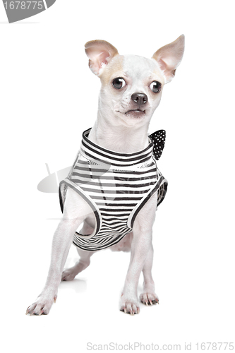 Image of dressed chihuahua