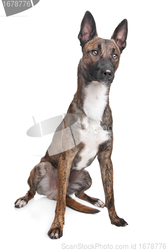 Image of Belgian Shepherd Dog Malinois