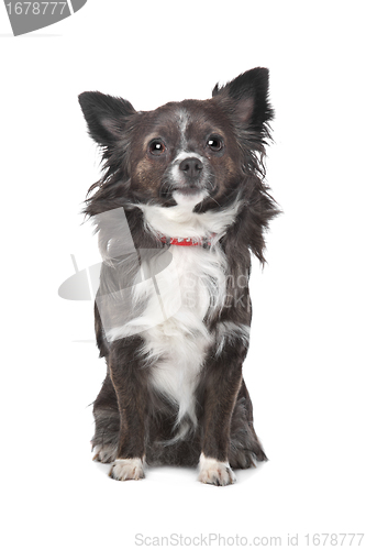 Image of long haired chihuahua