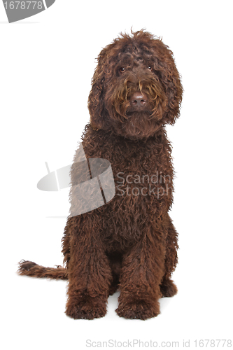 Image of Brown Labradoodle