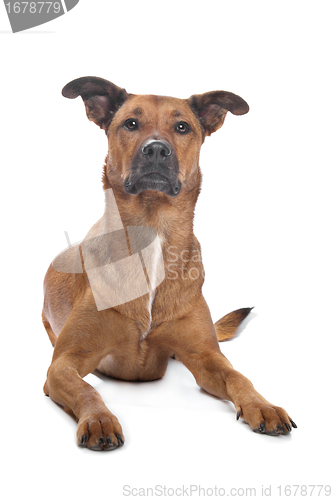 Image of mixed breed dog