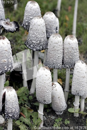 Image of mushrooms