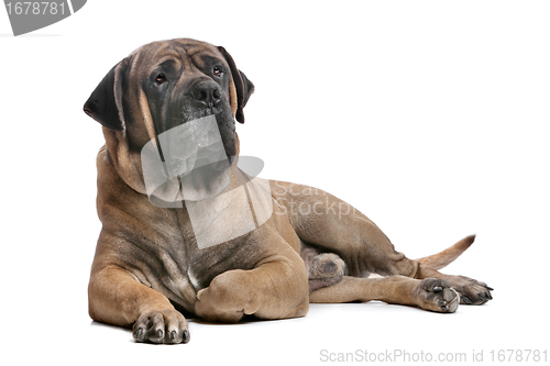 Image of Boerboel