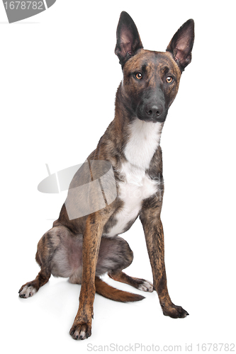 Image of Belgian Shepherd Dog Malinois