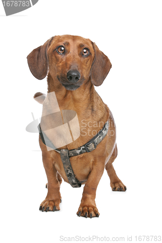 Image of Dachshund