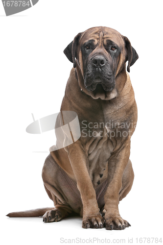 Image of Boerboel