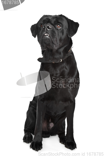 Image of black mixed breed dog