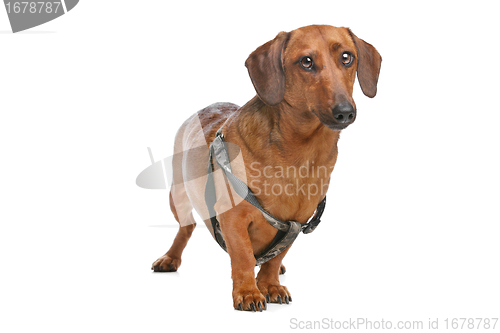 Image of Dachshund