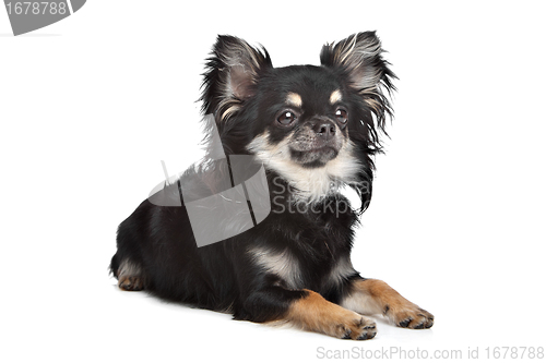 Image of long haired chihuahua
