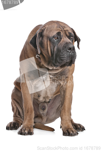 Image of Boerboel