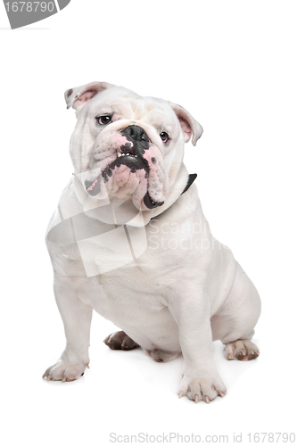 Image of English Bulldog