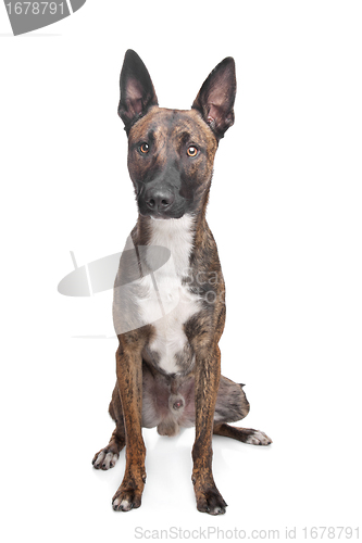 Image of Belgian Shepherd Dog Malinois