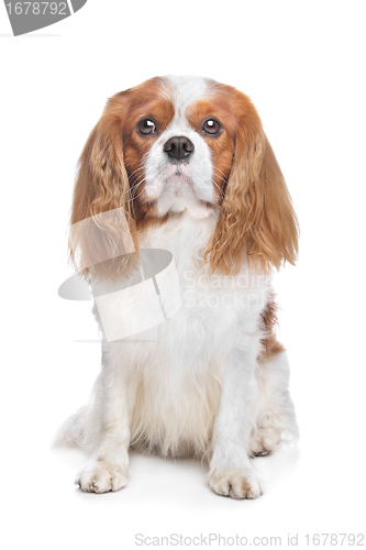 Image of Cavalier King Charles Spaniel Blenheim