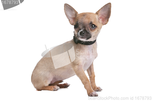 Image of short haired chihuahua