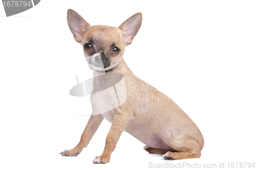 Image of short haired chihuahua