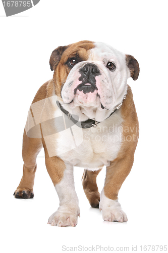 Image of English Bulldog