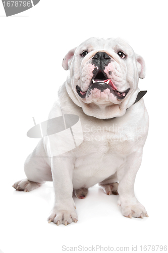 Image of English Bulldog