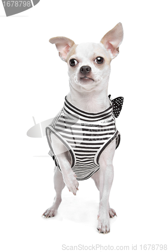 Image of dressed chihuahua