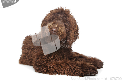 Image of Brown Labradoodle