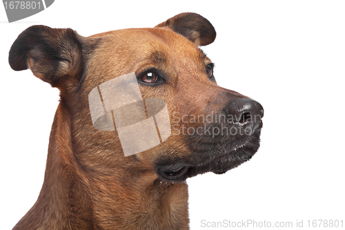 Image of mixed breed dog