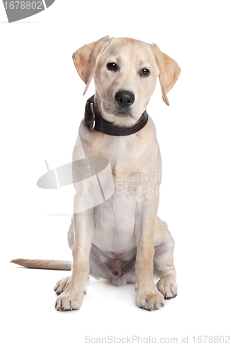 Image of yellow Labrador