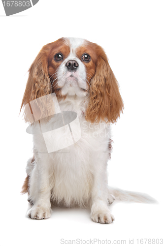 Image of Cavalier King Charles Spaniel Blenheim