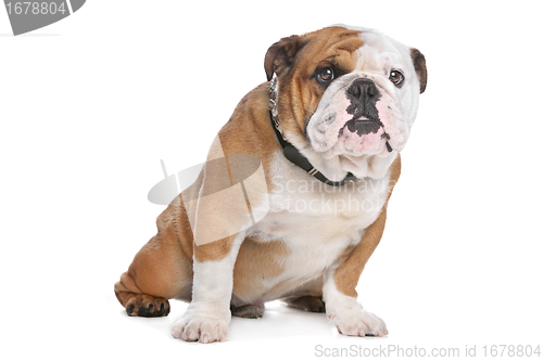 Image of English Bulldog