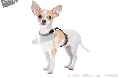 Image of Short haired chihuahua