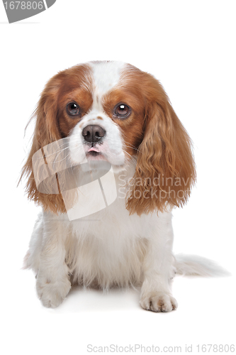 Image of Cavalier King Charles Spaniel Blenheim