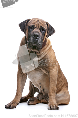 Image of Boerboel