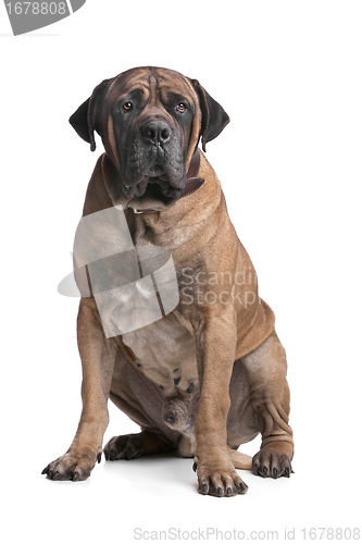 Image of Boerboel