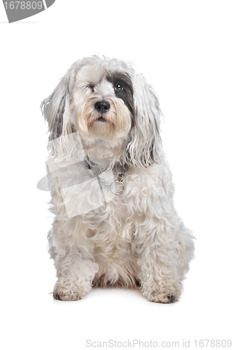 Image of Tibetan Terrier