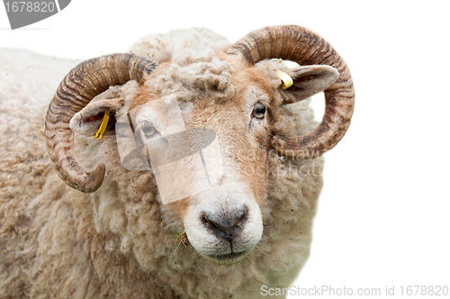 Image of Sheep with horns