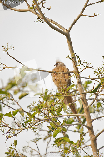 Image of Speckled Mousebird