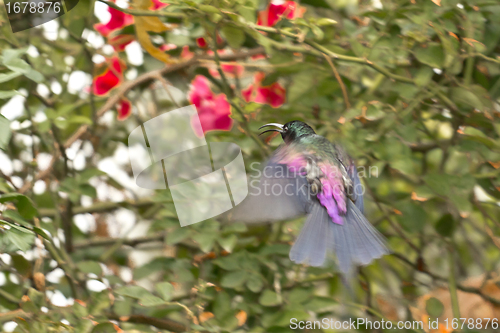 Image of A bird amidst flight