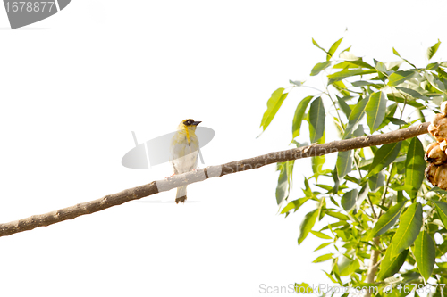 Image of A yellow throated seedeater on a tree