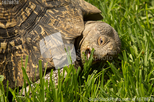 Image of A turtle eating grass