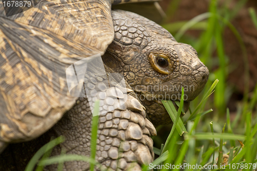 Image of A turtle eating grass