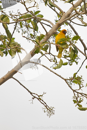 Image of Beautilful yellow bird on a tree